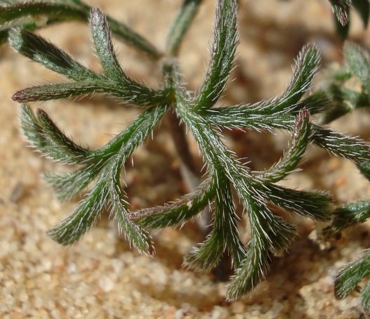 Pelargonium reflexum hairy young leaves